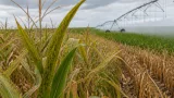 Nebraska farmer reports low disease pressure as tar spot appears in corn