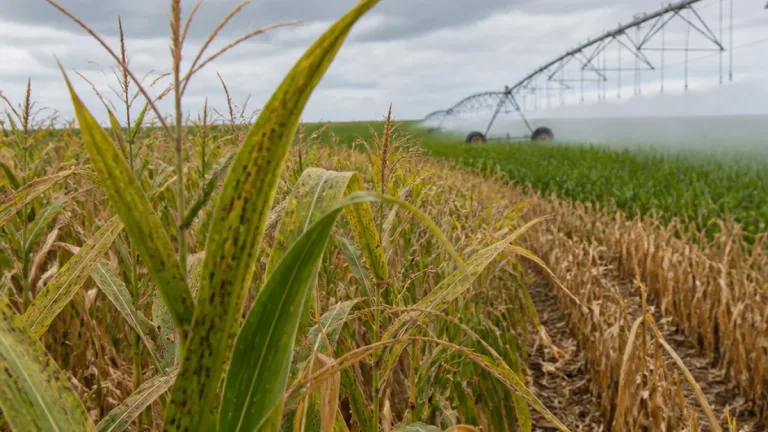 Nebraska farmer reports low disease pressure as tar spot appears in corn